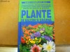 PLANTE DE BALCON SI GRADINA