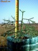 Puieti brazi americani SEQUOIA Giganteum, Giant Redwood