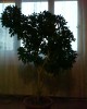 vand scheflera arboricol mare si iefitn