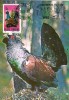 Ilustrata maxima Fauna - Pasari - Cocos de munte