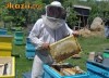 Apicultura  o  afacere  profitabila