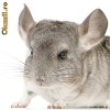 Crescatorie  chinchilla - afacere