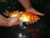 vand pesti iaz crap koi si caras ornamental