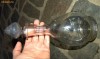 ATENTIE ASTEPT OFERTE! VIND STICLA DE TUICA  BIDERMAIER  PIESE  DE COLECTIE DE 0,5L FOARTE RARE  -SE VINDE LA PRET FINAL