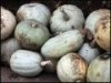 VAND DOVLECI-PLACINTARI 0.7 RON/KG ...diverse marimi si pentru Halloween