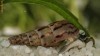 Melanoides tuberculata