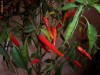 Seminte ardei iute  Thai chili  -soi pretios, pentru cunoscatori