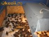 PREPELITE JAPONEZE SI FARAON