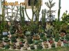 VAND CACTUS ORIGINAL ADUS DIN MEXIC  DOAR 400 RON