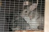 Vand Chinchilla in Constanta