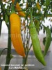 Seminte ardei iute - AJI AMARILLO - 30+ seminte/plic