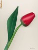 LALEA ROSIE DIN LEMN 25 CM