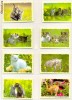 Lot 10 calendare de buzunar - animale- pisici