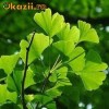 Seminte Ginkgo biloba (planta medicinala) Seminte Ginkgo biloba (planta medicinala)