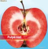 MAR COLUMNAR Red Love cu pulpa rosie (special pt. BALCON, TERASA sau GRADINA) - STOC TERMINAT !!! - COMENZI de la 1-Septembrie-2012