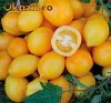 Seminte Rosii Galbene Lemon Plum
