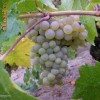 Vita de vie Muscat Ottonel