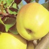 Pomi fructiferi - Mar ( Golden Delicious )