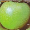 Pomi fructiferi - Mar ( Granny Smith )