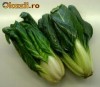 Seminte Varza Seminte Varza