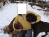 Pui/ caini Tosa-inu/ Cane corso din parinti germani