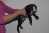 vand pui Pitbull