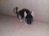 chinchilla , sinsila , exemplar rar - BLACK VELVET , LIVRARE GRATIS BUC, tara contracost