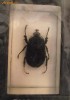 Insecta reala intr-un bloc de sticla; cadou; decoratiuni