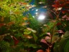 vand guppy