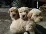 pui golden retriever