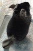 CHINCHILLA ANIMAL DE COMPANIE, CULOARE BLACK VALVET