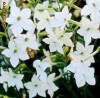 REGINA NOPTII ALBA - seminte