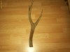 Corn  cerb  (60 X 40)  cm