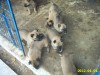 Ciobanesc belgian malinois, pui 6- 8 saptamani, deparazitati, vaccinati , cu pedigree, din parinti exceptionali importati din Belgia si Olanda Ciobanesc belgian malinois, pui 6- 8 saptamani, deparazitati, vaccinati , cu pedigree, din parinti exceptionali importati din Belgia si Olanda
