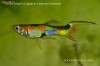 Vand pesti de acvariu-guppy endleri