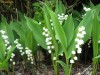 Lacramioare- Convalaria majalis (plante de gradina)