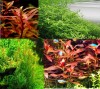 Pachet plante M