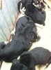 CANE CORSO PUI