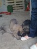 PUI CATEI CAUCAZIAN