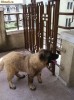 CIOBANESC CAUCAZIAN - TALIE MARE - 4,5 Luni 24 Kg. parintii cu Pedigree CIOBANESC CAUCAZIAN - TALIE MARE - 4,5 Luni 24 Kg. parintii cu Pedigree