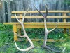 COARNE DE CERB