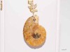 Deosebit pandant Cochilie naturala melc fosilizat, aur 14k si 0,15 carate accente diamante