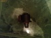 regulator presiune delphi
