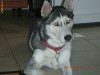 vand husky siberian vand husky siberian