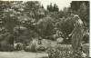Cluj - gradina botanica 1968