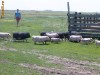 Purcei vietnamezi si porci vietnamezi pentru sacrificat
