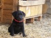 pui labrador