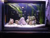 ACVARIU 70L COMPLET