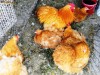 GAINI DE RASA COCHINCHINA