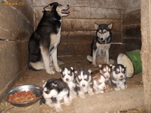 Catei Husky - Okazii (51188772)
